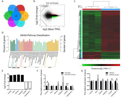 Chrysin Induced Cell Apoptosis Through H19/let-7a/COPB2 Axis in Gastric Cancer Cells and Inhibited Tumor Growth